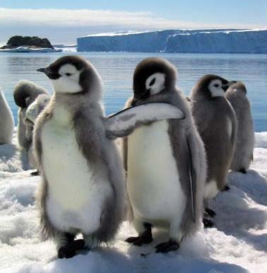 penguins.jpg (22891 bytes)